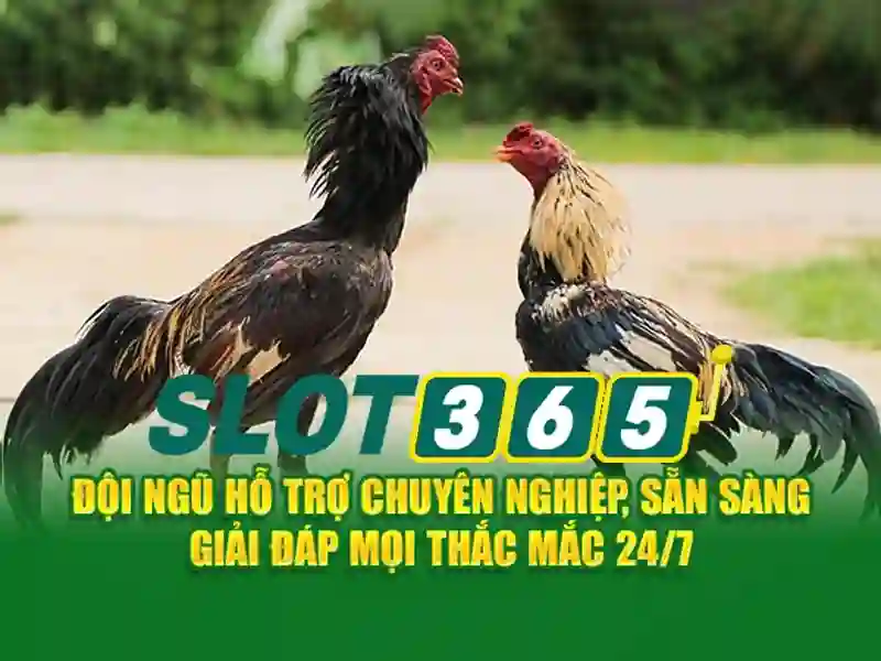 Slot365: Trải nghiệm máy xèng trực tuyến tuyệt vời