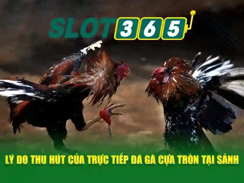 https://sitetop-group.com/images/text/slot365/slot365-text1191.webp