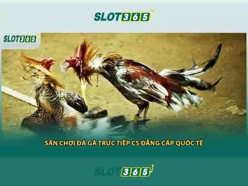Slot365 – trải nghiệm đánh bạc trực tuyến đáng tin cậy
